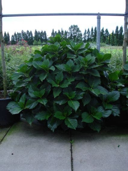  Seringhortensia (Hydrangea Macrophylla 'Ayesha')
