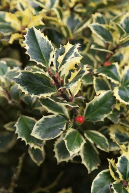  Hulst (Ilex Aquifolium 'Argentea Marginata')