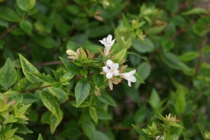  Abelia (Abelia Grandiflora 'Sherwood')
