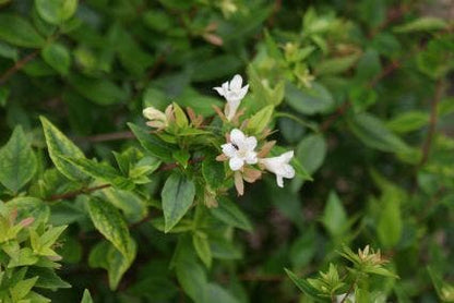  Abelia (Abelia Grandiflora 'Sherwood')
