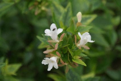  Abelia (Abelia Grandiflora 'Sherwood')