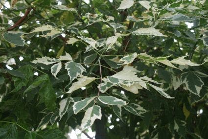  Zilverbonte Vederesdoorn (Acer Negundo 'Variegatum')