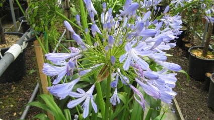  Afrikaanse Lelie (Agapanthus Africanus)