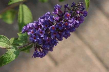  Vlinderstruik (Buddleja Davidii 'Empire Blue')