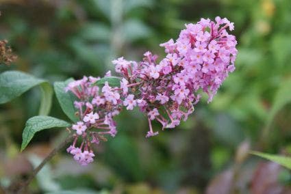  Vlinderstruik (Buddleja Davidii 'Pink Delight')