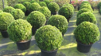  Buxusbol (Buxus Sempervirens, Bolvorm)