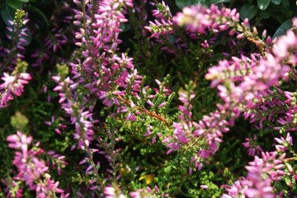  Struikheide (Calluna Vulgaris 'Marleen')