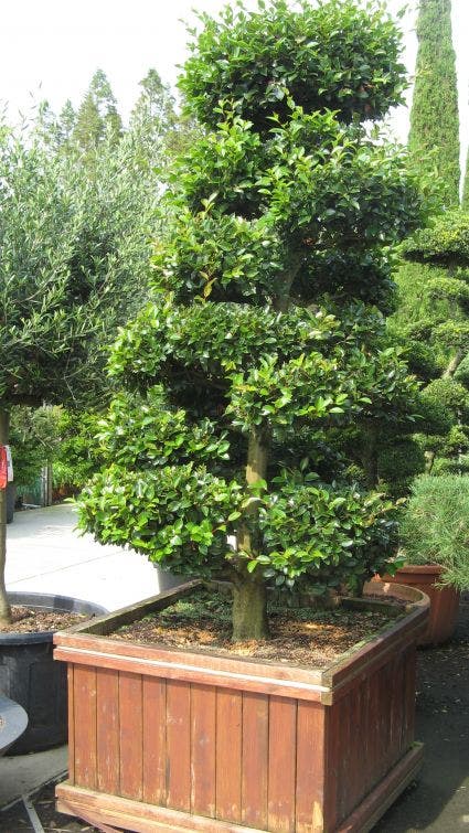  Camelia Als Bonsai (Camellia Sasanqua)