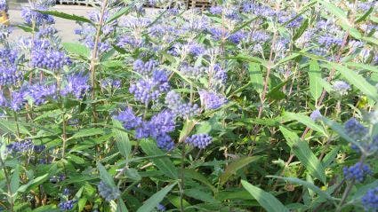 Caryopteris (Caryopteris Clandonensis 'Heavenly Blue')