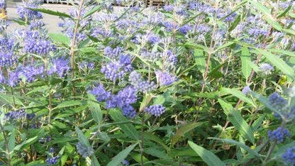  Caryopteris (Caryopteris Clandonensis 'Heavenly Blue')