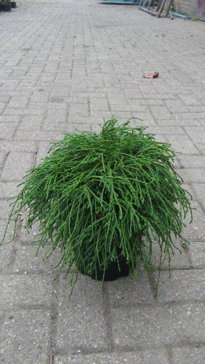  Cypres (Chamaecyparis Pisifera 'Filifera Nana')