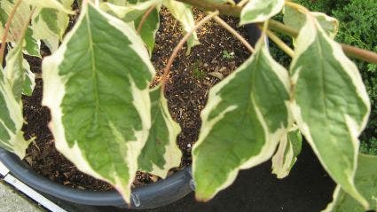  Reuzenkornoelje (Cornus Controversa 'Variegata')