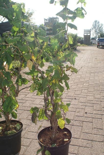  Kronkelhazelaar (Corylus Avellana 'Contorta')