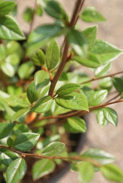  Dwergmispel (Cotoneaster Franchetii)