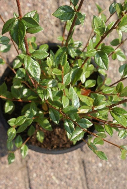  Dwergmispel (Cotoneaster Franchetii)