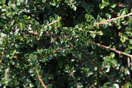 Dwergmispel (Cotoneaster Horizontalis)