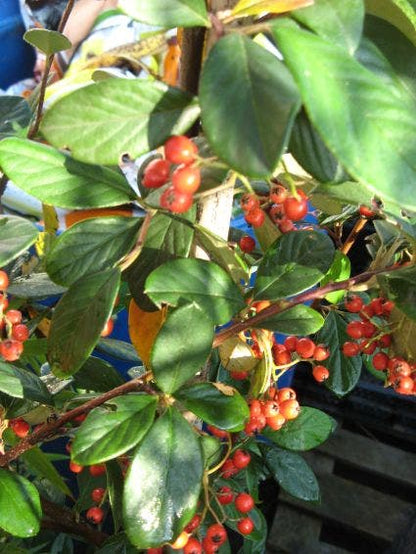  Dwergmispel (Cotoneaster Lacteus)