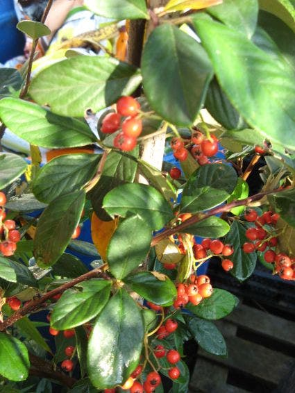  Dwergmispel (Cotoneaster Lacteus)