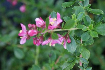  Escallonia (Escallonia 'Donard Seedling')