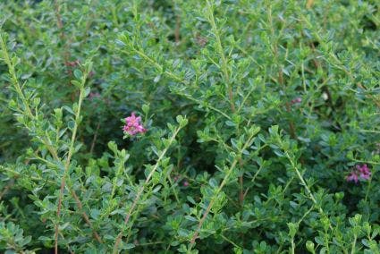  Escallonia (Escallonia 'Donard Seedling')