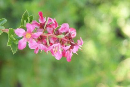  Escallonia (Escallonia 'Red Dream')