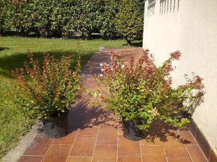  Abelia (Abelia Grandiflora)