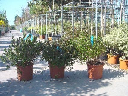  Abelia (Abelia Grandiflora)