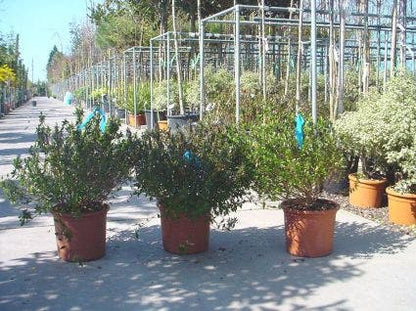  Abelia (Abelia Grandiflora)