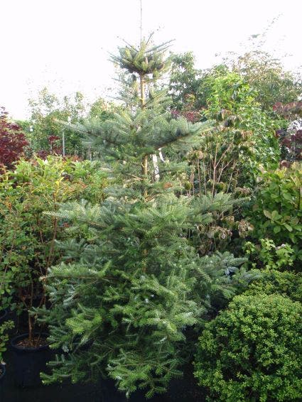  Koreaanse Zilverspar (Abies Koreana)