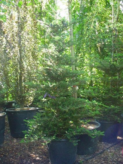  Koreaanse Zilverspar (Abies Koreana)