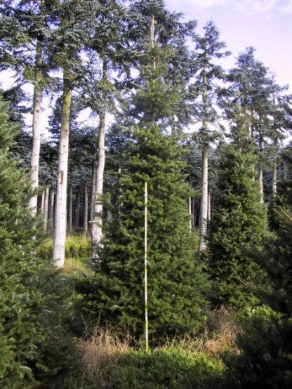  Koreaanse Zilverspar (Abies Koreana)