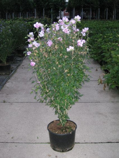  Altheastruik (Hibiscus Syriacus 'Ardens')