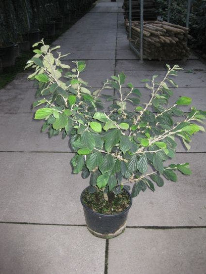  Toverhazelaar (Hamamelis Intermedia 'Arnold Promise')
