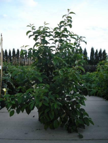  Sneeuwklokjesboom (Halesia Carolina)