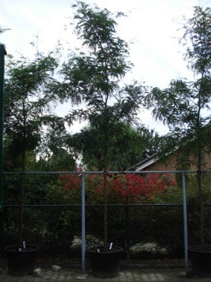  Geelbladige Christusdoorn (Gleditsia Triacanthos 'Sunburst')