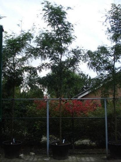  Geelbladige Christusdoorn (Gleditsia Triacanthos 'Sunburst')