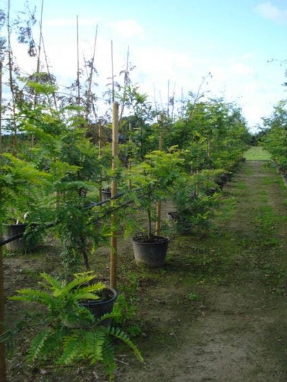  Geelbladige Christusdoorn (Gleditsia Triacanthos 'Sunburst')