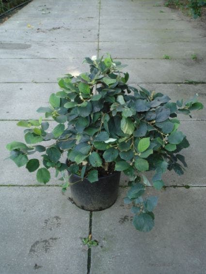  Flessenborstelstruik (Fothergilla Major)