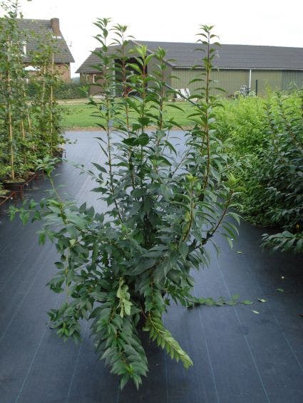  Chinees Klokje (Forsythia Intermedia 'Lynwood')