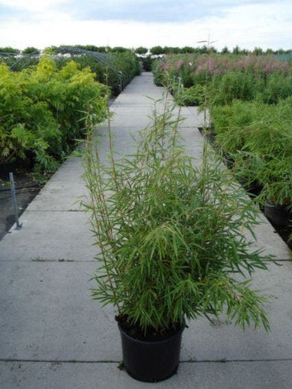  Niet Woekerende Bamboe (Fargesia Robusta)