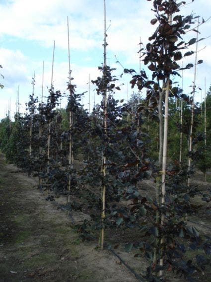  Rode Beukenboom (Fagus Sylvatica 'Purpurea Latifolia')