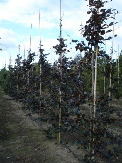  Rode Beukenboom (Fagus Sylvatica 'Purpurea Latifolia')