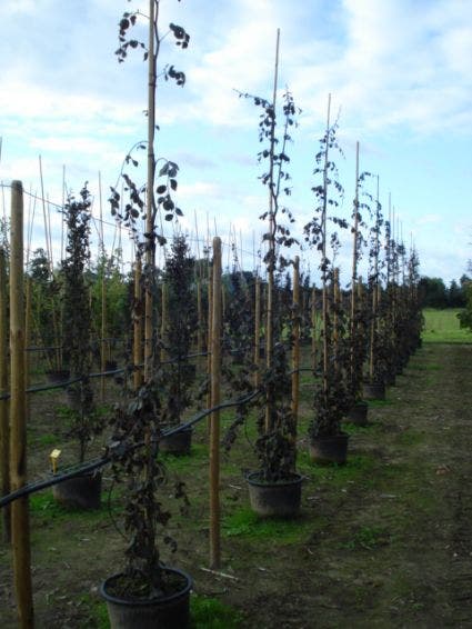  Rode Treurbeuk (Fagus Sylvatica 'Purple Fountain')