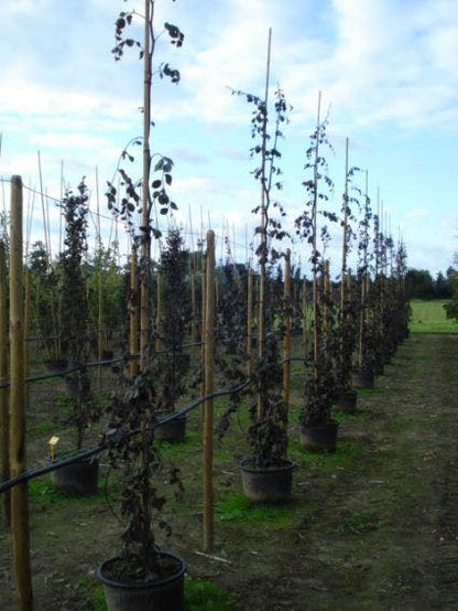  Rode Treurbeuk (Fagus Sylvatica 'Purple Fountain')