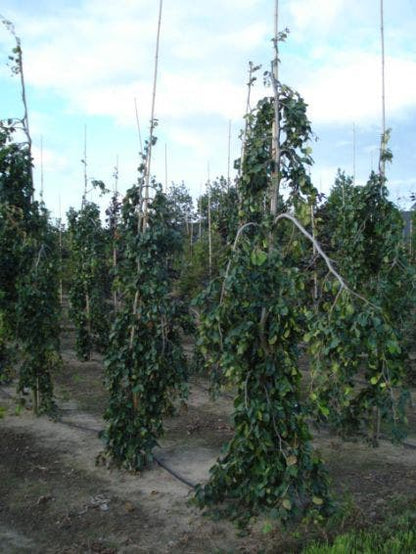  Treurbeuk (Fagus Sylvatica 'Pendula')