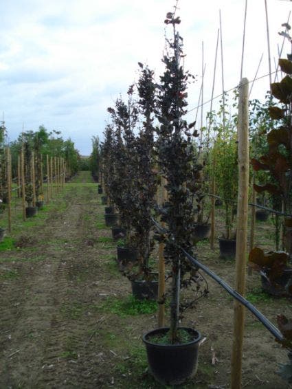  Rode Zuilbeuk (Fagus Sylvatica 'Dawyck Purple')