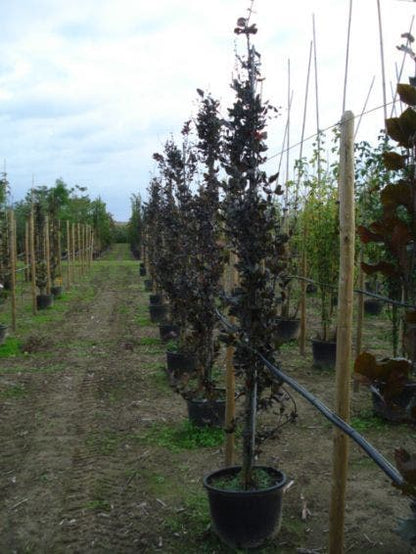  Rode Zuilbeuk (Fagus Sylvatica 'Dawyck Purple')