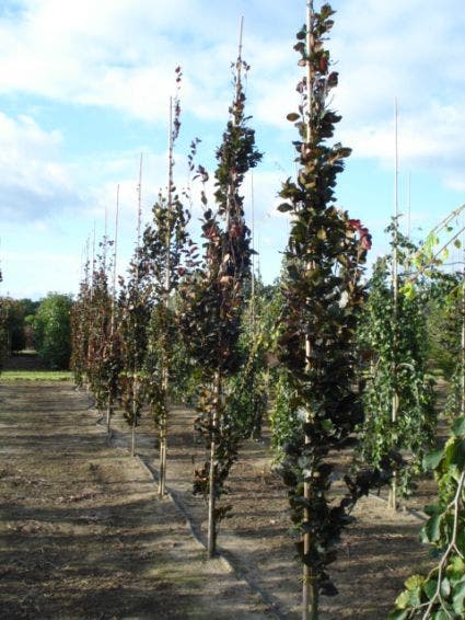  Rode Zuilbeuk (Fagus Sylvatica 'Dawyck Purple')