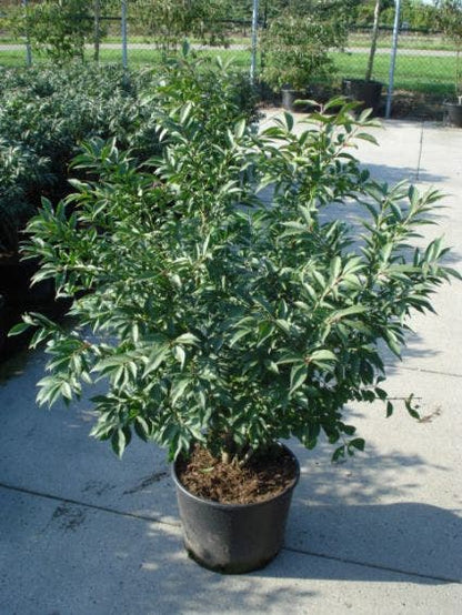  Kardinaalshoed (Euonymus Alatus 'Compactus')