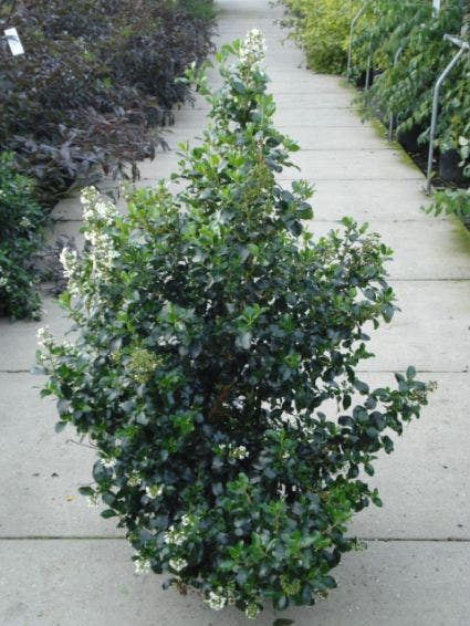  Escallonia (Escallonia 'Iveyi')